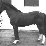 Elvis