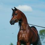 Maher Al Shahania<br />&copy; Arabian Horses For Sale