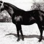 Birkhahn
