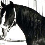 Czort