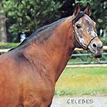 Celebes
