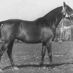 Eleonora