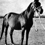 Eleonora