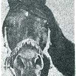 Kuhailan Haifi or. ar.