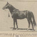 Kuhailan Haifi or. ar.