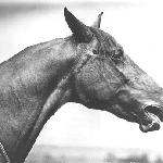 Gazella II