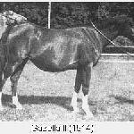 Gazella II
