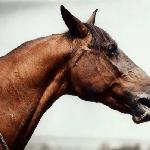 Gazella II