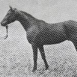 Nedjari