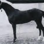 Nedjari