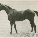 Nedjari