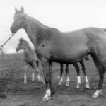 Mammona