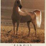 Bandos