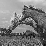 Bandola<br />&copy; Zofia Raczkowska