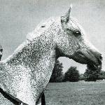 Bandola