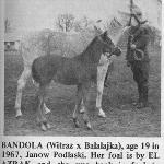 Bandola
