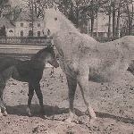Bandola - Bandola w 1975 z klaczką Ballada po Partner (Eleuziz x Parma)