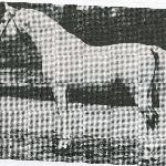 Amurath Sahib