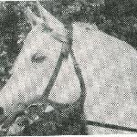 Amurath Sahib