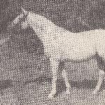 Amurath Sahib