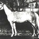 Amurath Sahib