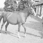 Wilga