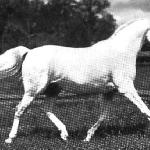 Koheilan I / Koheilan VIII