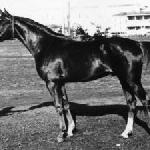 Knippel