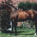 Veritas 6 ex Quidam D'or