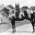 Man o'War