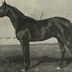Man o'War<br /><i>Jeździec i Hodowca 1922</i>