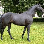 Zagon