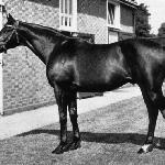 Nearco