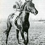 Nearco