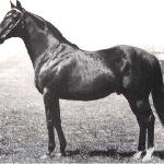 Nearctic