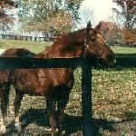 Secretariat