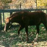 Secretariat