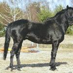 Agrest