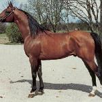 Probat - Probat 1984