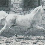 Carycyn
