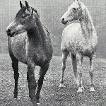 Bogoria - Bogoria (po prawej) z klaczą Lalage