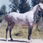 Geyran
