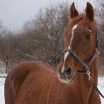 Bonaparte - 20-02-2011