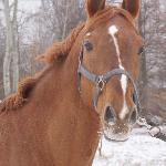 Bonaparte - 20-02-2011