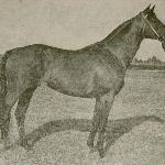 Szafir