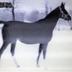 Wadera - wadera (doktryner)