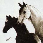 Harmonia (Harmoni)