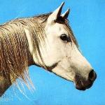 Harmonia (Harmoni)