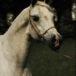 Harmonia (Harmoni)