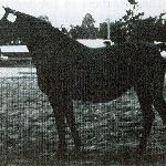 Algoa - Algoa 1979
